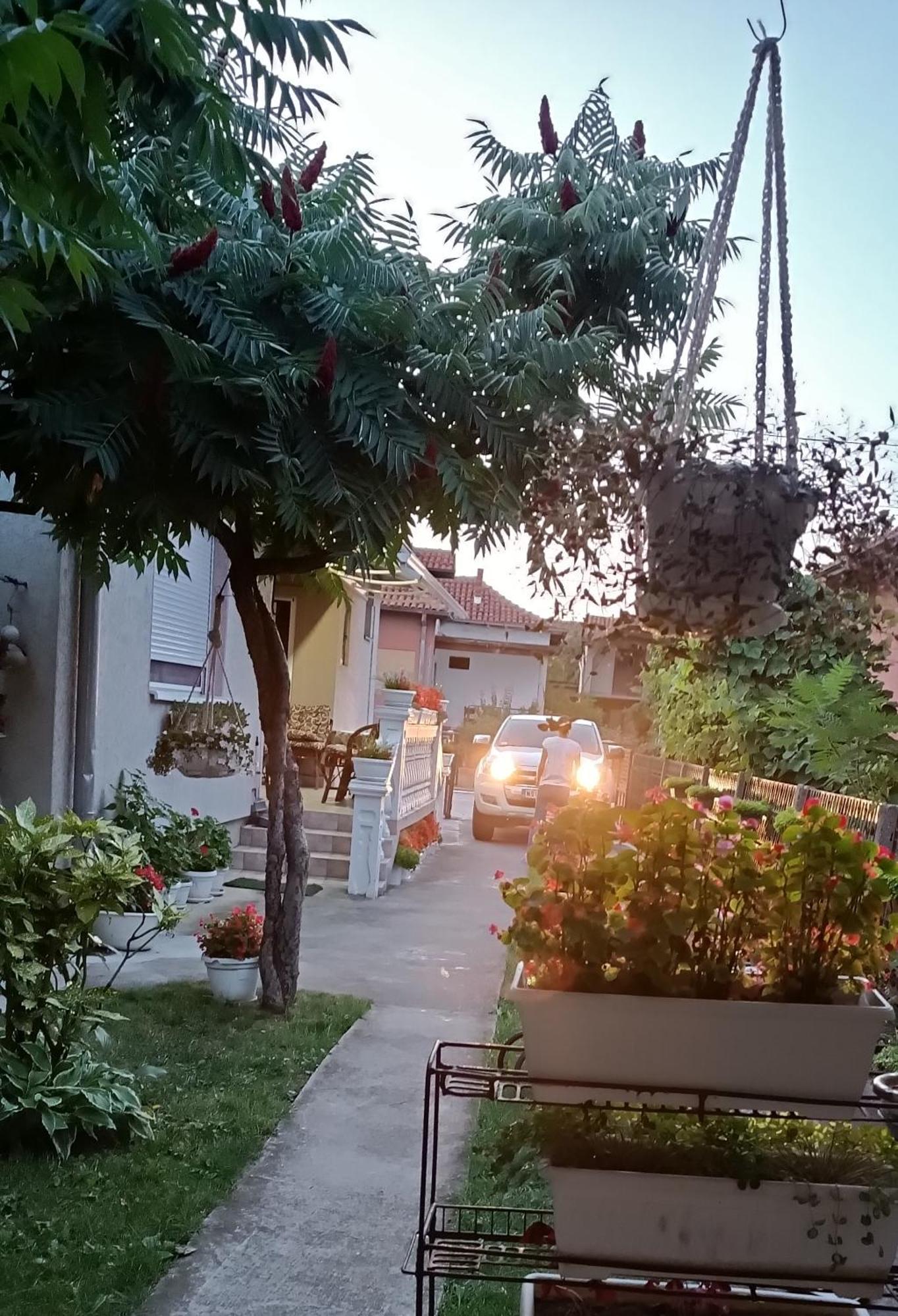Apartman "Dom Stankovica" Pirot Exterior foto